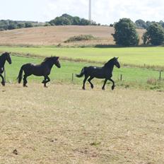 Frieser Zafir of Yderheden