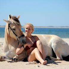 Fjordhest Lippa Fjord