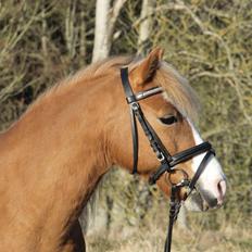 Anden særlig race Frede