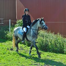 Welsh Pony (sec B) Korreborg's Barolo (SOLGT) :'(<3