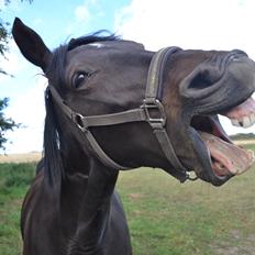 Anden særlig race Taura