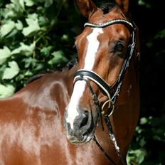 Dansk Varmblod Bøgegårdens "aladin"