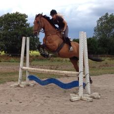 Dansk Varmblod Pari - Fittonia