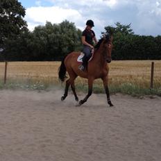 Dansk Varmblod Pari - Fittonia