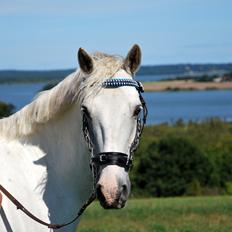 Irsk Sportspony Rahscanlon Lad  - White beauty -