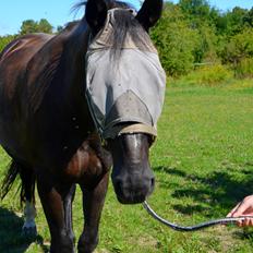 Oldenborg Joy (Joey)