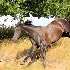 Dansk Varmblod skywalker