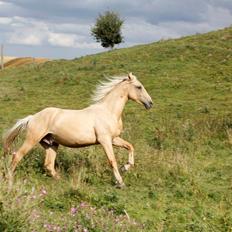 Anden særlig race Mr. Cheaky peach