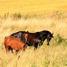 Welsh Pony (sec B) Bjerregaards Flaco