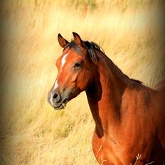 Welsh Pony (sec B) Bjerregaards Flaco