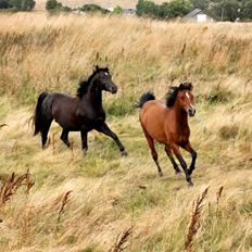Welsh Pony (sec B) Bjerregaards Flaco