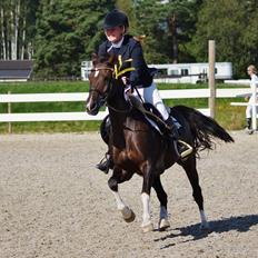 Hollandsk Sportspony | Radec<3 | (Toblerone)