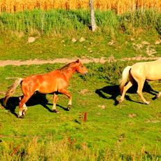 Anden særlig race Surprice