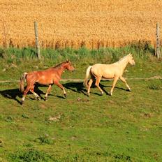 Anden særlig race Surprice
