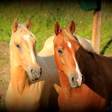 Anden særlig race Surprice