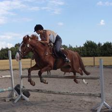 Anden særlig race Dejavu aka Manse "Lånepony"