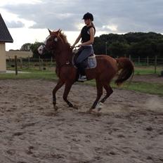 Anden særlig race Dejavu aka Manse "Lånepony"