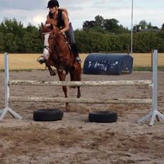 Anden særlig race Dejavu aka Manse "Lånepony"