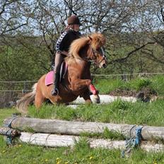 Islænder Idun fra Dynt