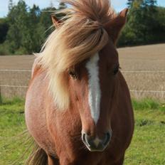 Islænder Idun fra Dynt