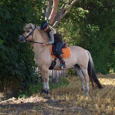 Fjordhest Mr. Jacson [Mor's pony]