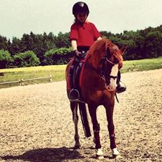 DSP Phønix "Lånepony"