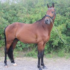 Welsh Partbred (Sec F) Trubka´s Nicardo