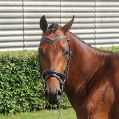 Welsh Partbred (Sec F) Trubka´s Nicardo