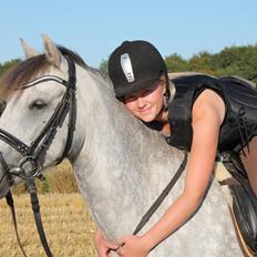 Welsh Pony (sec B) Låddenhøjs Toby