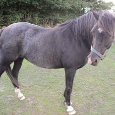 Welsh Pony af Cob-type (sec C) Amora