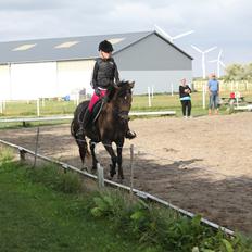 New Forest Marrondales Floyd