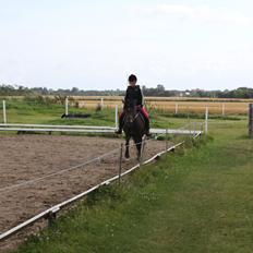 New Forest Marrondales Floyd