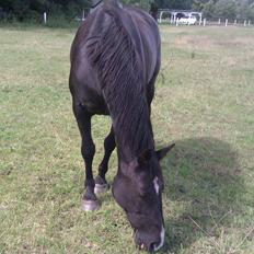 Oldenborg Connie