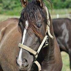 Pura Raza Española Autentica CEL