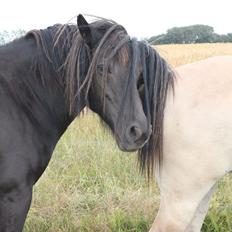Anden særlig race Hjørdis