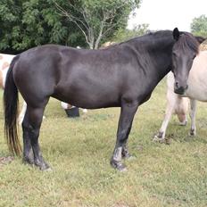 Anden særlig race Hjørdis