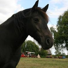 Anden særlig race Hjørdis