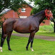 Dansk Varmblod Gørklintgårds Capana