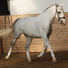 Hollandsk Varmblod Safilja