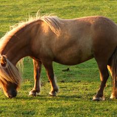 Shetlænder Egedals Shetla (Freja)