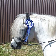 Welsh Mountain (sec A) Prins Valentin (Lille Gut)