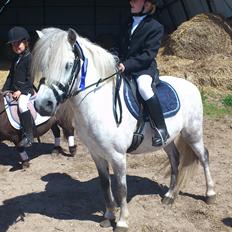 Welsh Mountain (sec A) Prins Valentin (Lille Gut)