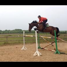 Dansk Varmblod Storåens Belondo (Richard)