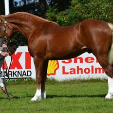 Welsh Cob (sec D) Kildegaards  Brynmor 4 år