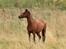 Welsh Pony (sec B) Bjerregaards Flaco
