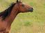 Welsh Pony (sec B) Bjerregaards Flaco