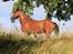 Welsh Pony (sec B) Bjerregaards Flaco