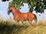 Welsh Pony (sec B) Bjerregaards Flaco