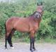 Welsh Partbred (Sec F) Trubka´s Nicardo