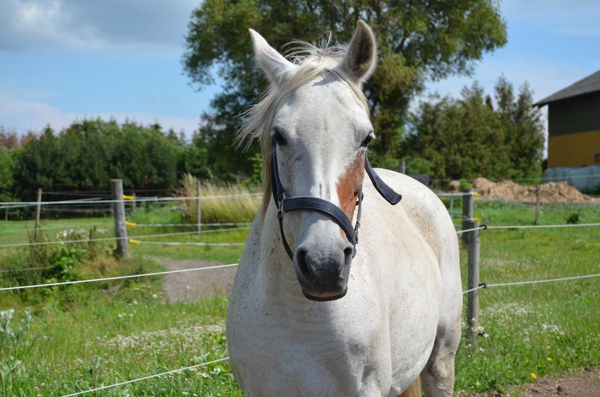 Arabisk fuldblod (OX) Atira |Gummibolden| - Aww. Hvor ser hun kær ud.  billede 11